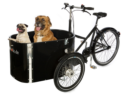 Dogs sitting in the box of the Nihola Dog cargo bike