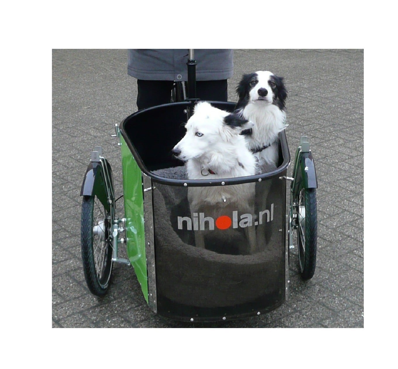 Dogs sitting in the box of the Nihola Dog cargo bike