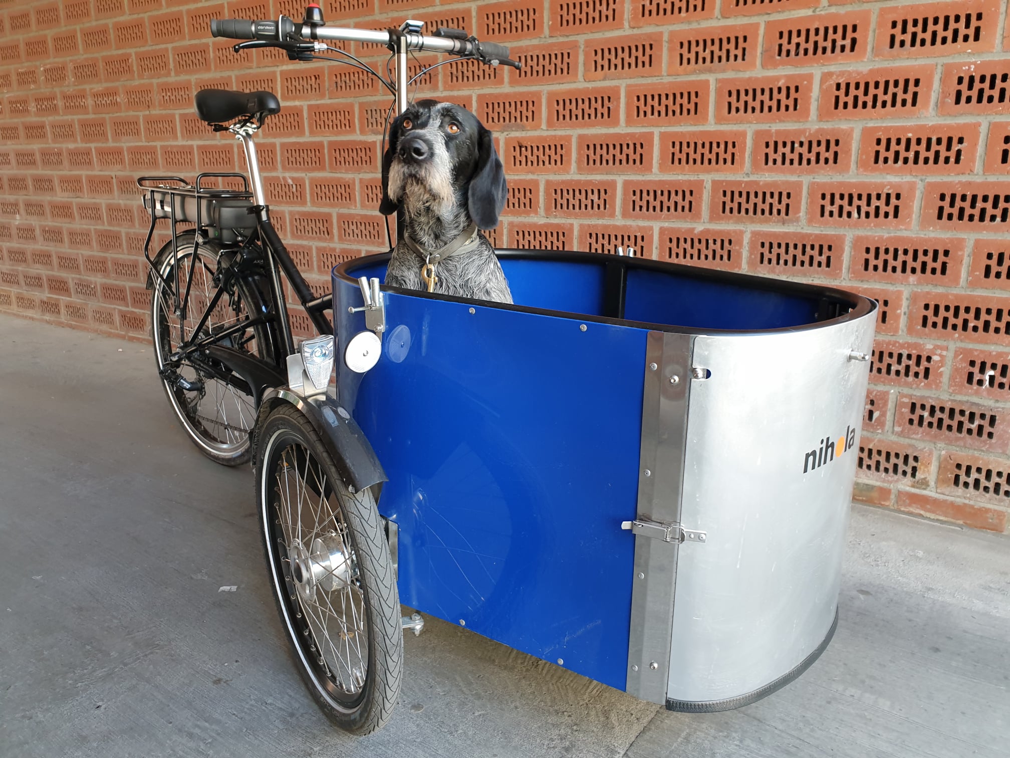 A dog in the box of the Nihola Dog cargo bike