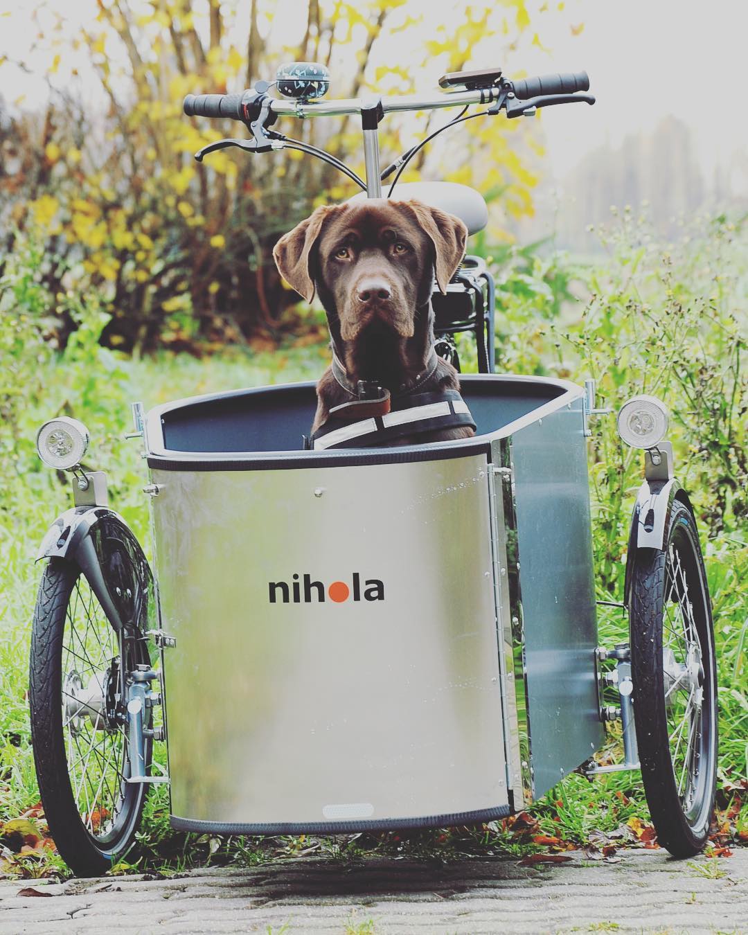 A dog in the box of the Nihola Dog cargo bike