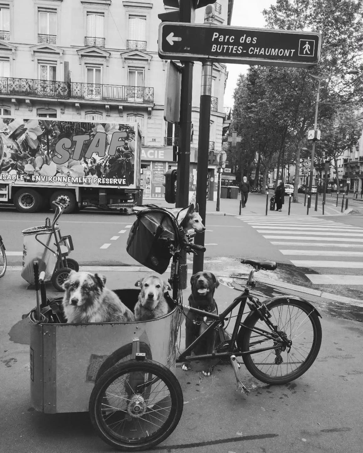 Dogs sitting in the box of the Nihola Dog cargo bike